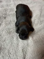 Sable female, a female Miniature Dachshund for sale in Americus, GA – Photo 3 of 8