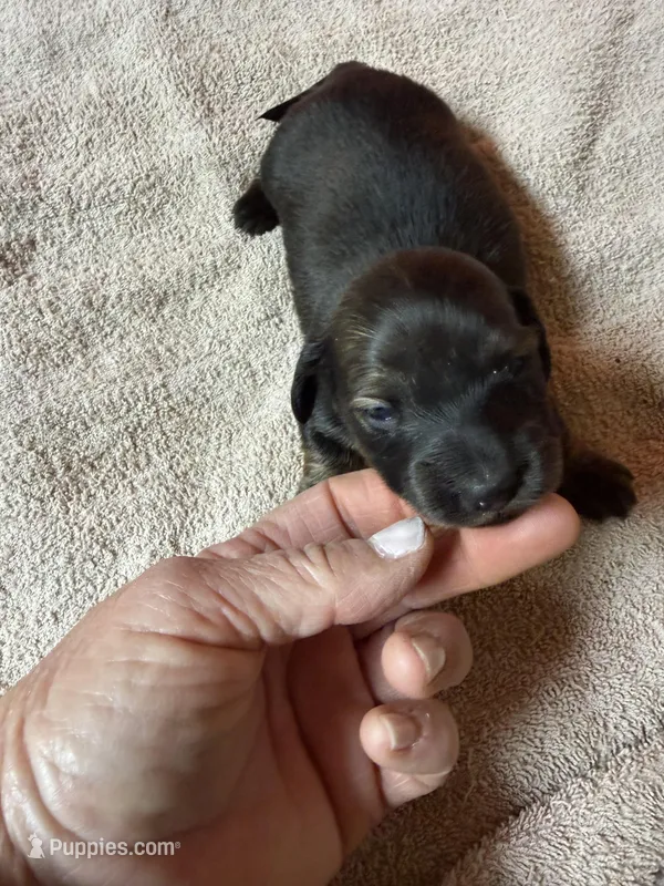 Sable female – Miniature Dachshund puppy for sale in Americus, GA