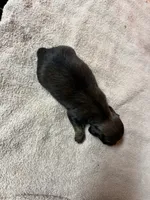 Sable female, a female Miniature Dachshund for sale in Americus, GA – Photo 6 of 8