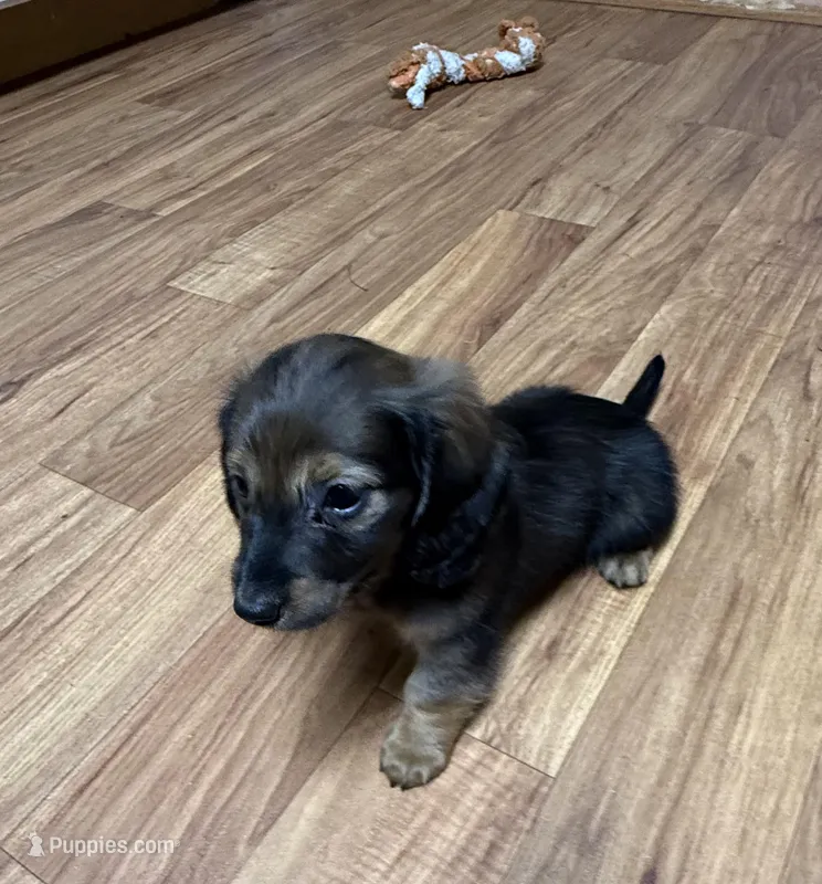 Wild Boar female – Miniature Dachshund puppy for sale in Americus, GA