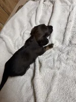 Wild Boar female, a female Miniature Dachshund for sale in Americus, GA – Photo 2 of 10