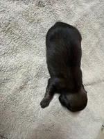 Sable female, a female Miniature Dachshund for sale in Americus, GA – Photo 4 of 8