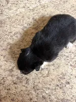 Black & tan w/white female #5, a female Pembroke Welsh Corgi for sale in Americus, GA – 6 of 10