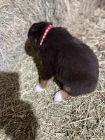 Red collar, a male Australian Shepherd for sale in Americus, GA – 6 of 10