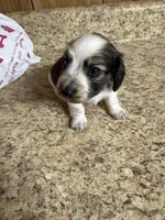 Black & Cream Piebald - male , a male Miniature Dachshund for sale in Americus, GA – 4 of 10