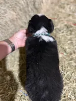 Green collar, a male Australian Shepherd for sale in Americus, GA – 5 of 10