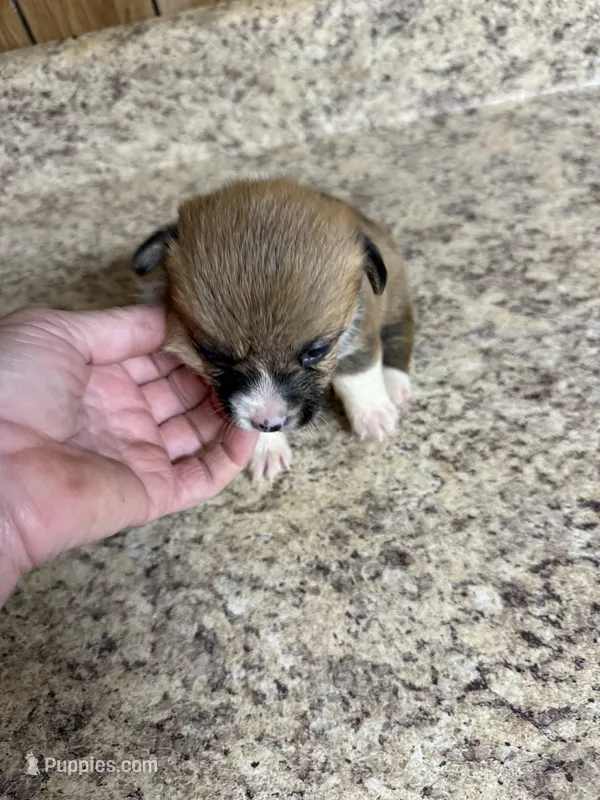 Red & white female #1 – Pembroke Welsh Corgi puppy for sale in Americus, GA