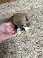 Red & white female #1, a female Pembroke Welsh Corgi for sale in Americus, GA – 1 of 9