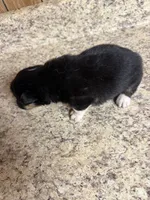 Black & tan w/white female #5, a female Pembroke Welsh Corgi for sale in Americus, GA – 8 of 10