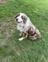 Orange collar, a male Australian Shepherd for sale in Americus, GA – 9 of 10