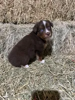 Blue collar, a male Australian Shepherd for sale in Americus, GA – 3 of 9