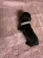 Black & tan - Grey collar, a female Miniature Dachshund for sale in Americus, GA – Photo 7 of 8