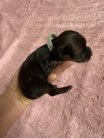 Black & tan - Grey collar, a female Miniature Dachshund for sale in Americus, GA – Photo 5 of 8