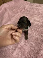 Black & tan - Grey collar, a female Miniature Dachshund for sale in Americus, GA – Photo 3 of 8
