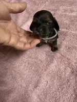 Black & tan - Grey collar, a female Miniature Dachshund for sale in Americus, GA – Photo 1 of 8