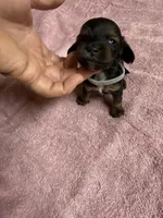 Black & tan - Grey collar, a female Miniature Dachshund for sale in Americus, GA – Photo 2 of 8