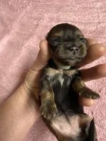 Black & tan - Grey collar, a female Miniature Dachshund for sale in Americus, GA – Photo 4 of 8