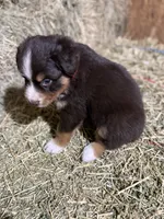 Red collar, a male Australian Shepherd for sale in Americus, GA – 8 of 10