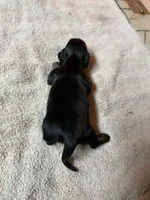 Black & Tan female, a female Miniature Dachshund for sale in Americus, GA – Photo 4 of 7