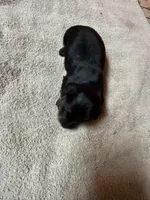 Black & Tan female, a female Miniature Dachshund for sale in Americus, GA – Photo 2 of 7