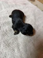 Black & Tan female, a female Miniature Dachshund for sale in Americus, GA – Photo 3 of 7