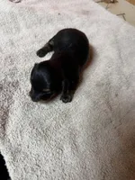 Black & Tan female, a female Miniature Dachshund for sale in Americus, GA – Photo 5 of 7