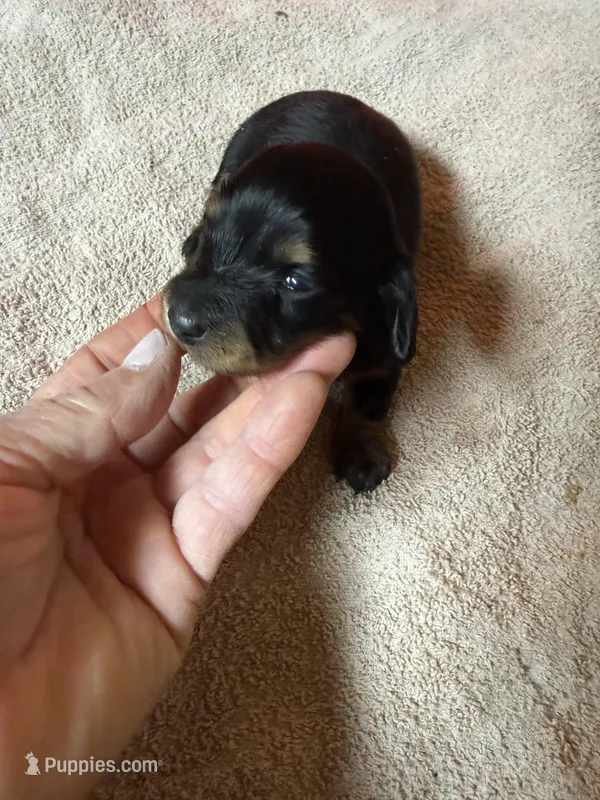Black & Tan female – Miniature Dachshund puppy for sale in Americus, GA