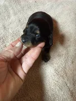 Black & Tan female, a female Miniature Dachshund for sale in Americus, GA – Photo 1 of 7