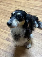 Black & Cream Piebald - male , a male Miniature Dachshund for sale in Americus, GA – 8 of 10