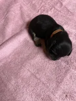 Black & tan - Brown collar, a female Miniature Dachshund for sale in Americus, GA – Photo 7 of 8