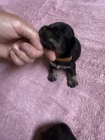 Black & tan - Brown collar, a female Miniature Dachshund for sale in Americus, GA – Photo 2 of 8