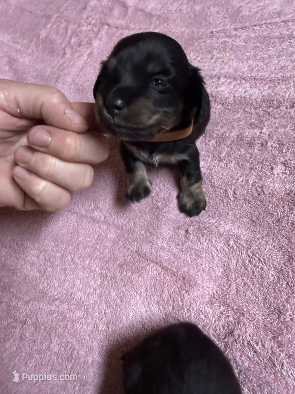 Black & tan - Brown collar – Miniature Dachshund puppy for sale in Americus, GA