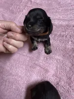 Black & tan - Brown collar, a female Miniature Dachshund for sale in Americus, GA – Photo 1 of 8
