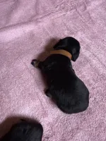 Black & tan - Brown collar, a female Miniature Dachshund for sale in Americus, GA – Photo 6 of 8