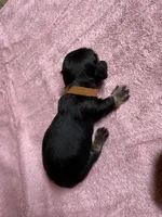 Black & tan - Brown collar, a female Miniature Dachshund for sale in Americus, GA – Photo 4 of 8