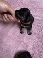 Black & tan - Brown collar, a female Miniature Dachshund for sale in Americus, GA – Photo 3 of 8