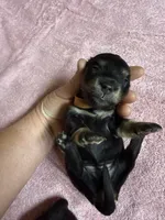 Black & tan - Brown collar, a female Miniature Dachshund for sale in Americus, GA – Photo 5 of 8