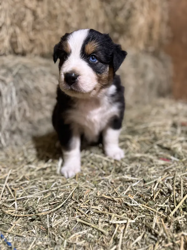 Green collar – Australian Shepherd puppy for sale in Americus, GA