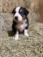 Green collar, a male Australian Shepherd for sale in Americus, GA – 1 of 10