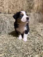 Green collar, a male Australian Shepherd for sale in Americus, GA – 6 of 10