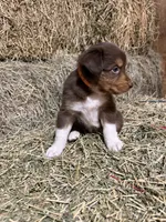 Orange collar, a male Australian Shepherd for sale in Americus, GA – 5 of 10
