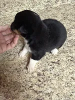 Black & tan w/white female #5, a female Pembroke Welsh Corgi for sale in Americus, GA – 5 of 10