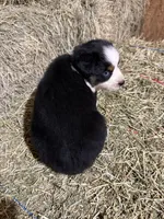 Pink collar, a female Australian Shepherd for sale in Americus, GA – 5 of 10