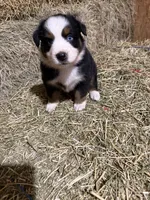 Pink collar, a female Australian Shepherd for sale in Americus, GA – 7 of 10