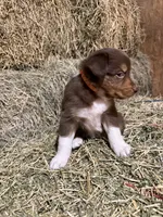 Orange collar, a male Australian Shepherd for sale in Americus, GA – 6 of 10