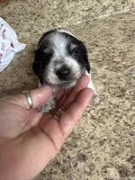 Black & Cream Piebald - male , a male Miniature Dachshund for sale in Americus, GA – 7 of 10