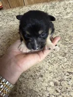 Black & tan w/white female #5, a female Pembroke Welsh Corgi for sale in Americus, GA – 3 of 10