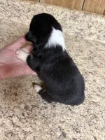 Black & tan w/white female #4, a female Pembroke Welsh Corgi for sale in Americus, GA – 7 of 8