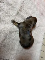 Chocolate dapple female, a female Miniature Dachshund for sale in Americus, GA – Photo 4 of 7