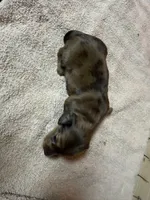 Chocolate dapple female, a female Miniature Dachshund for sale in Americus, GA – Photo 3 of 7